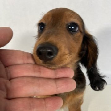 カニンヘンダックスフンド(ロング)【岩手県・男の子・2023年3月20日・レッド。】の写真「父親インターナショナルビューティーチャンピオン。」