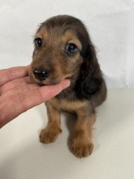 ミニチュアダックスフンド(ロング)【岩手県・男の子・2020年7月24日・レッド】の写真「父親JKCチャンピオン。」