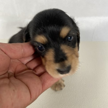 ミニチュアダックスフンド(ロング)【岩手県・男の子・2022年6月21日・ブラックアンドタン。】の写真「JKCチャンピオン直子。」