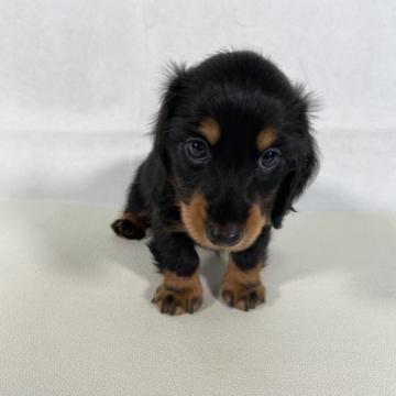 カニンヘンダックスフンド(ロング)【岩手県・男の子・2022年7月19日・ブラックアンドタン。】の写真「父親インターナショナルビューティーチャンピオン。」