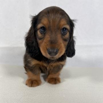 カニンヘンダックスフンド(ロング)【岩手県・男の子・2022年7月19日・レッド。】の写真「父親インターナショナルビューティーチャンピオン。」