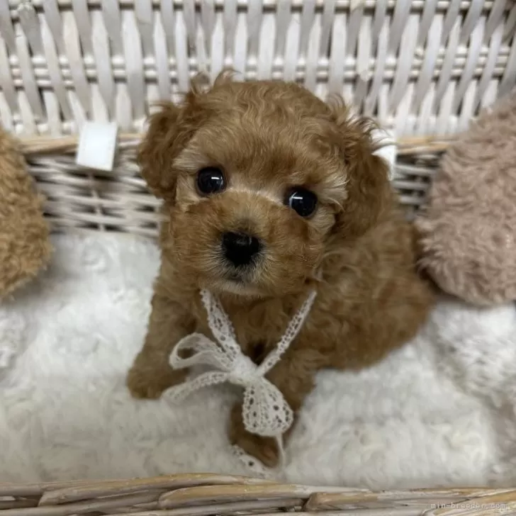 ID：2412-04429の子犬