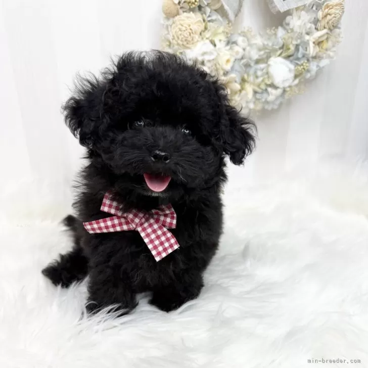 ID：2505-01436の子犬