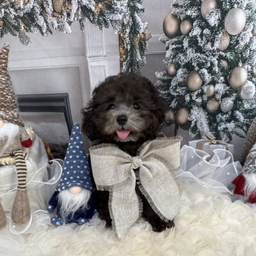 タイニープードル【島根県・女の子・2025年9月1日・シルバー】の写真「お目々クリクリでとっても可愛いリノちゃん💝」