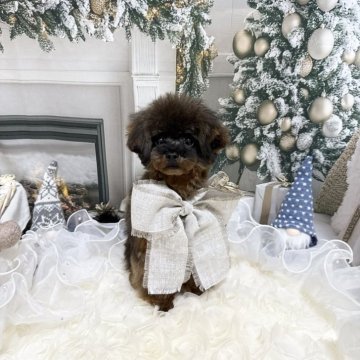 トイプードル(ティーカップ)【島根県・男の子・2025年4月1日・レッド】の写真「レアなカラーなのにお顔も可愛いぽわᵏᵘⁿ⋆」