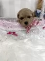 タイニープードル