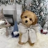 タイニープードル