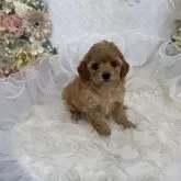 ティーカッププードル