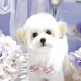 タイニープードル
