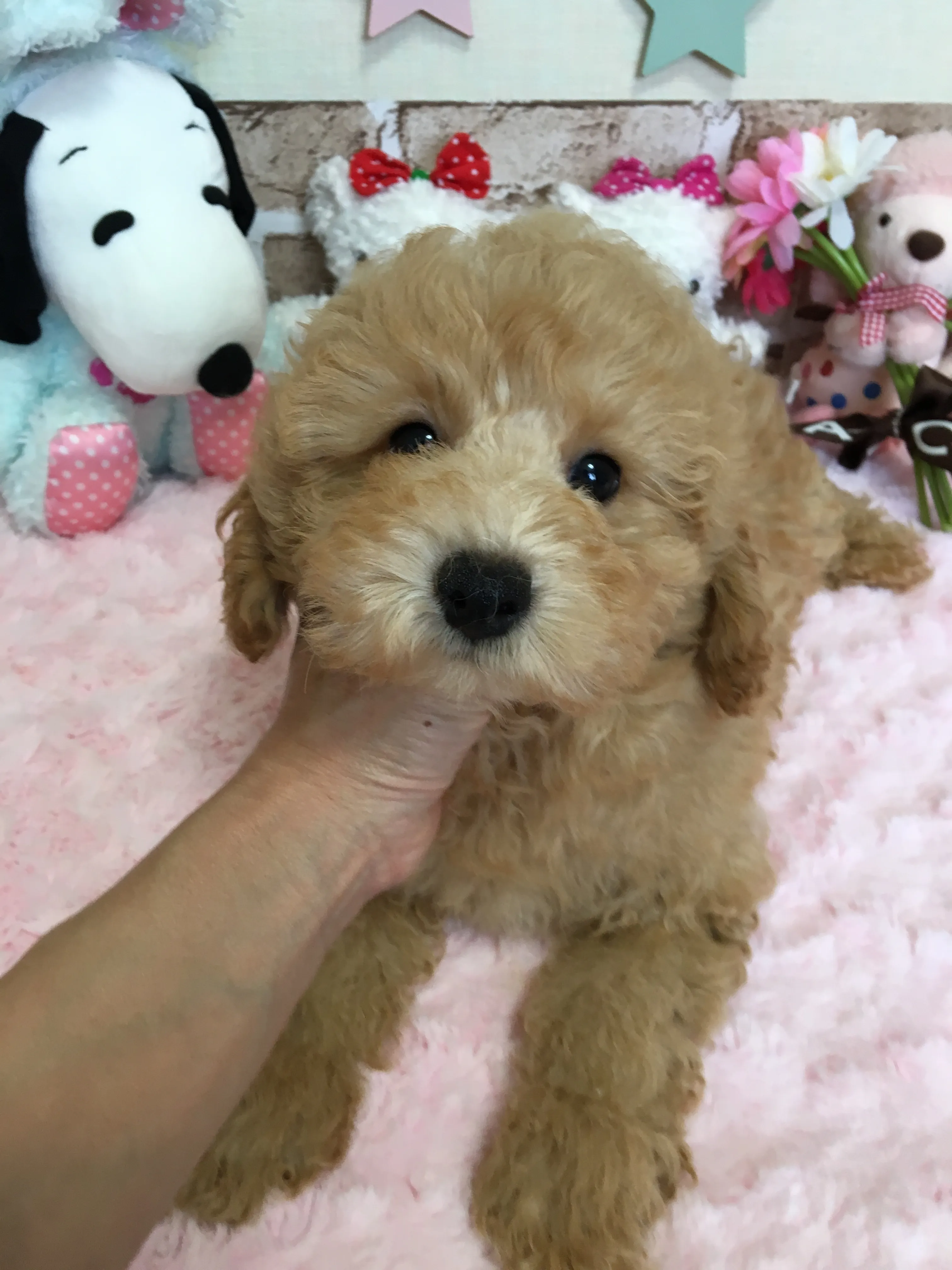 平ちゃん 様のお迎えした子犬