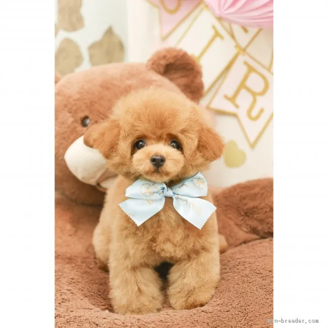 ID:1905-00874の子犬