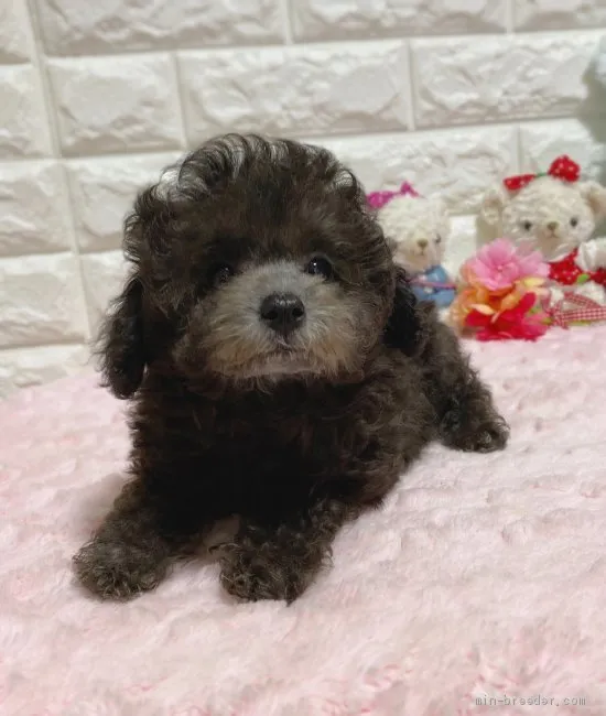 ID：2001-01660の子犬