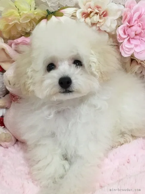 まえはら 様のお迎えした子犬