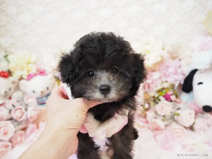 ハピ 様のお迎えした子犬