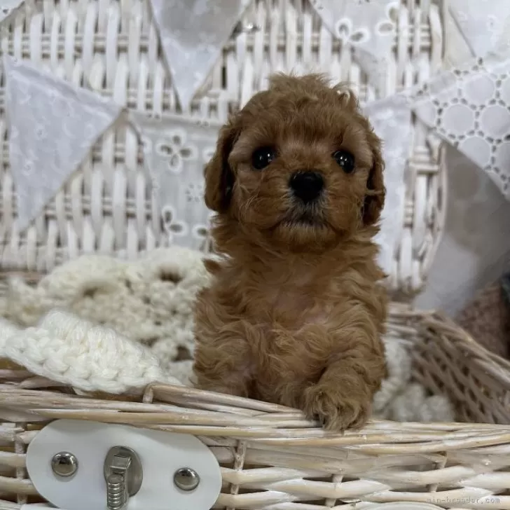 ID:2406-01235の子犬