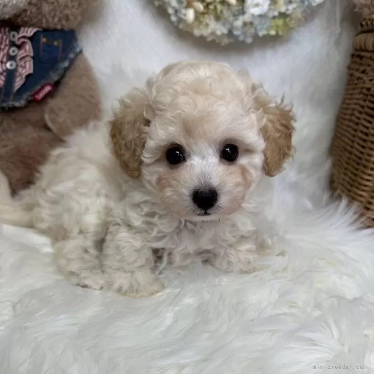 タイニープードル【島根県・男の子・2024年7月15日・クリーム】の写真1