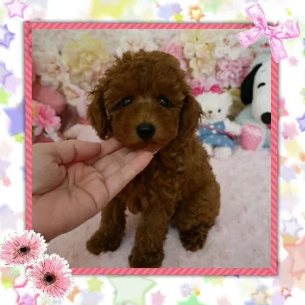 ID：1504-01543の子犬