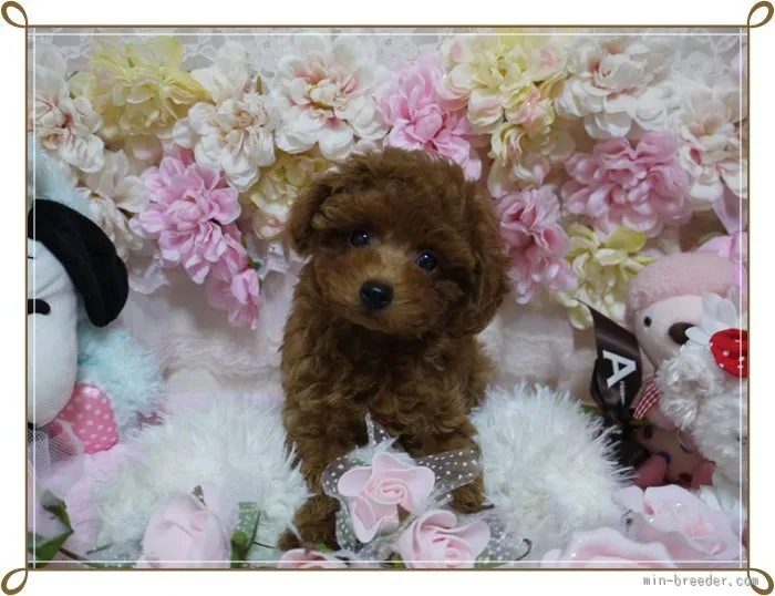 みほ 様のお迎えした子犬