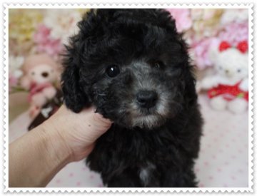 トイプードル(トイ)【島根県・男の子・2014年12月30日・シルバー】の写真「♡♡♡綺麗なシルバー・ドワーフタイプ♡♡♡」