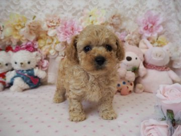 トイプードル(ティーカップ)【島根県・男の子・2018年5月4日・クリーム】の写真「♡ドワーフでちっこくって可愛いマピュ君♡」