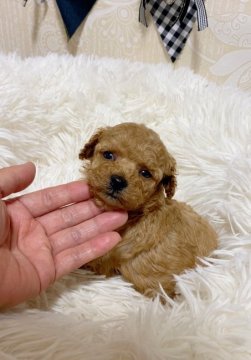 トイプードル(ティーカップ)【島根県・女の子・2020年5月14日・アプリコット】の写真「ちっこくて可愛い女の子♡」