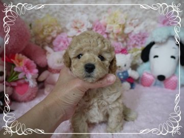 トイプードル(タイニー)【島根県・男の子・2015年5月14日・クリーム】の写真「♡♡♡」