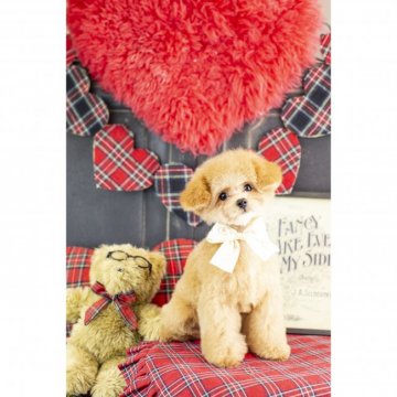 トイプードル(タイニー)【島根県・女の子・2019年11月2日・クリーム】の写真「熊さんみたいな可愛い女の子🧸ྀི」