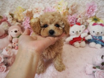 トイプードル(ティーカップ)【島根県・女の子・2018年5月4日・クリーム】の写真「♡⋈ドワーフの可愛い女の子⋈♡」