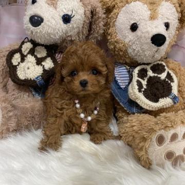 トイプードル(ティーカップ)【島根県・女の子・2022年7月11日・レッド】の写真「お顔が可愛すぎるちっこい天使です♡」