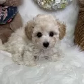 タイニープードル【島根県・男の子・2024年7月15日・クリーム】の写真1