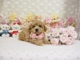 タイニープードル【島根県・女の子・2016年12月23日・クリーム】の写真2