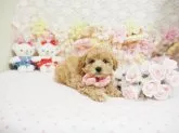 タイニープードル【島根県・女の子・2016年12月23日・クリーム】の写真3