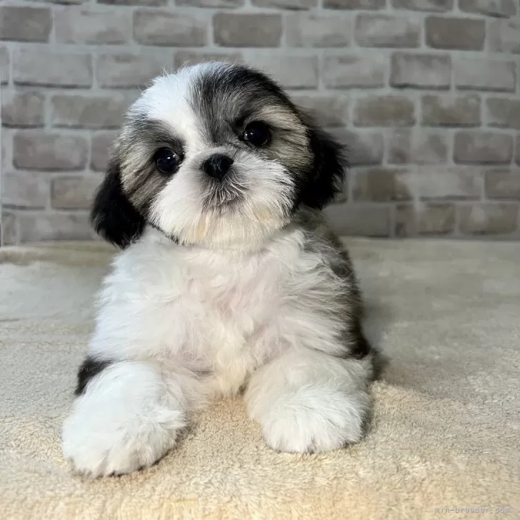 ID:2401-04754の子犬