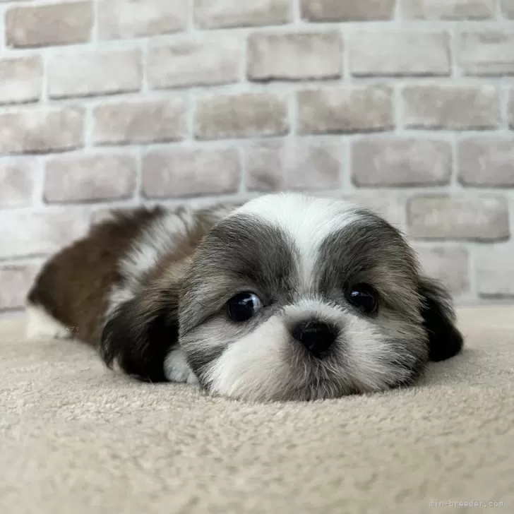 ID：2401-04748の子犬
