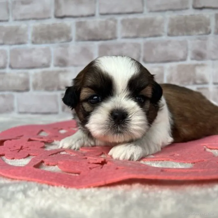 ID：2304-00141の子犬