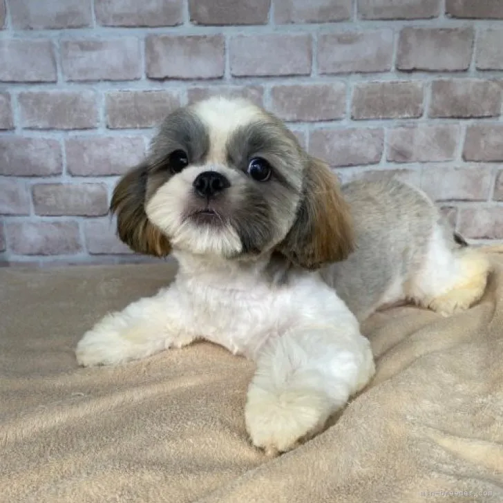 ID：2309-01372の子犬