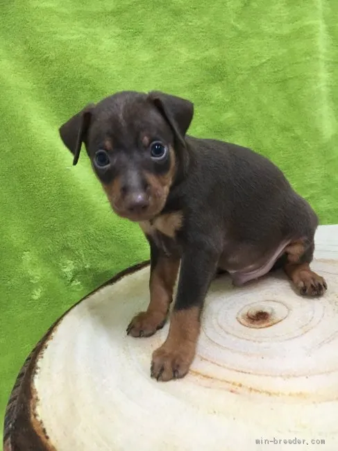 ID:2009-02725の子犬