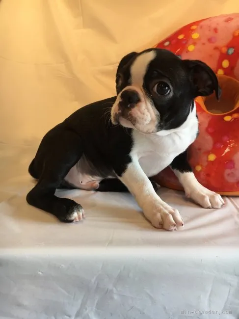 ID:1810-01417の子犬