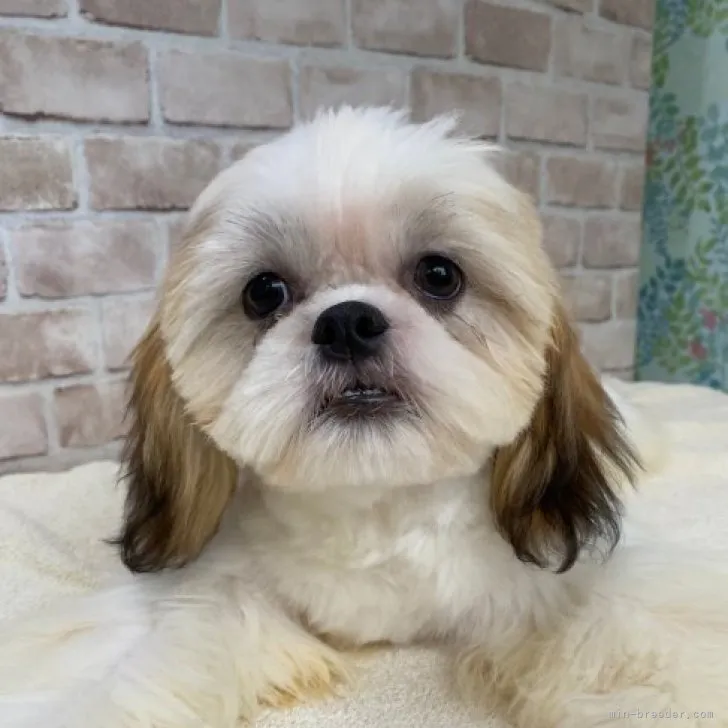 ID:2309-01377の子犬