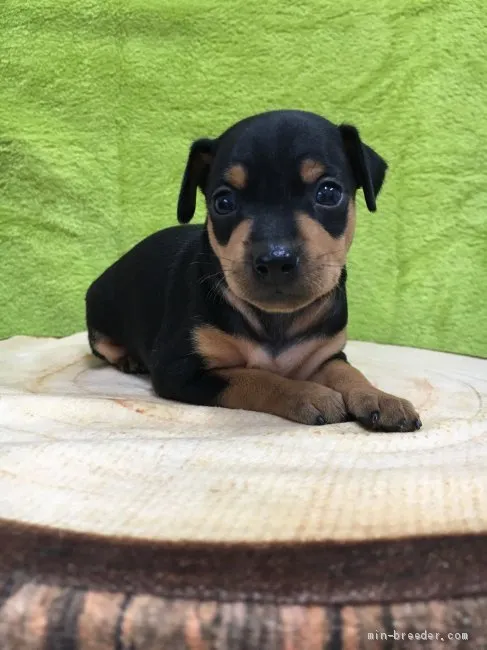 ID:1910-01309の子犬