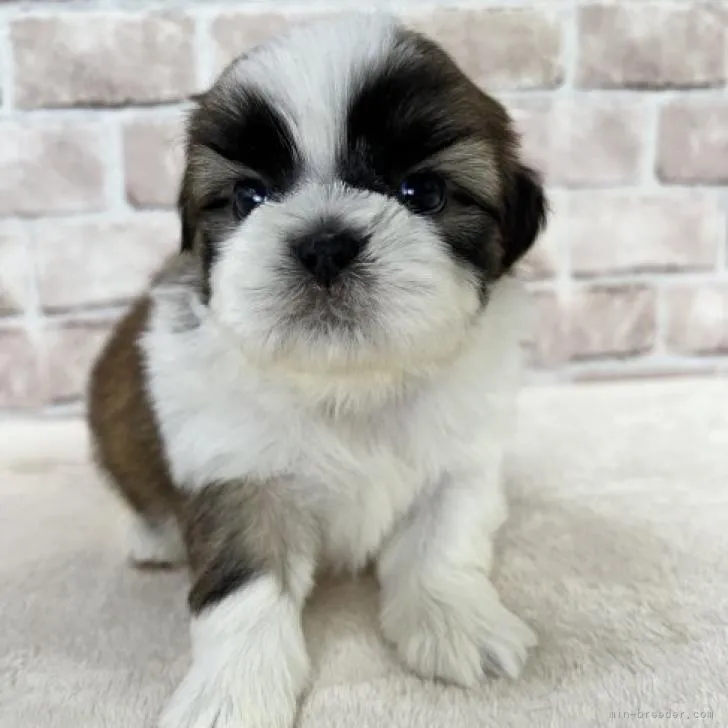 ID：2209-01460の子犬