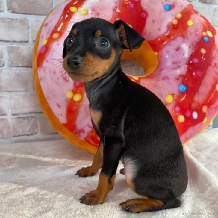 うまい棒 様のお迎えした子犬