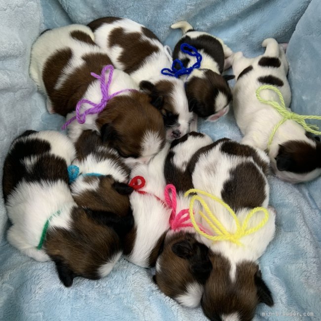 中澤佐規子ブリーダーのブログ：沢山のベイビー達♡