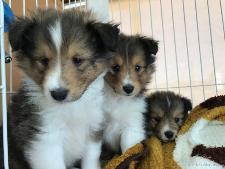 中澤佐規子ブリーダーのブログ：シェルティ兄妹
