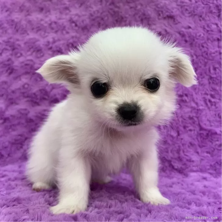 チワワ(ロング)【茨城県・男の子・2025年10月6日・ホワイト】の写真1