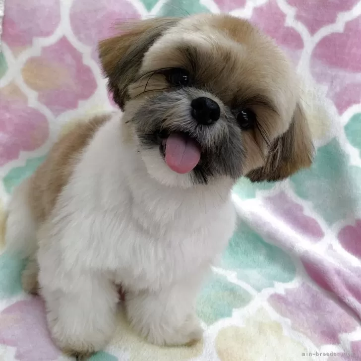 ID：2503-07690の子犬