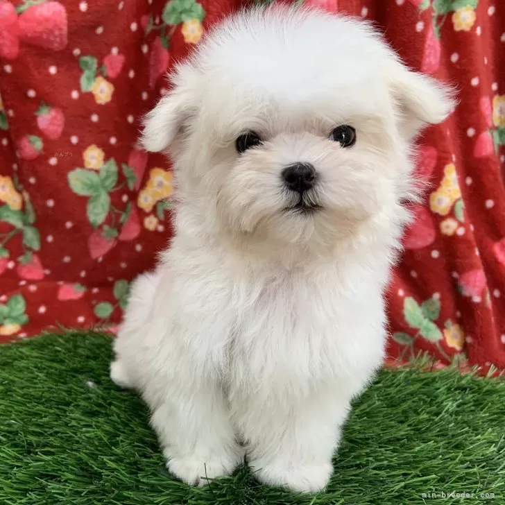 ID:2501-00775の子犬
