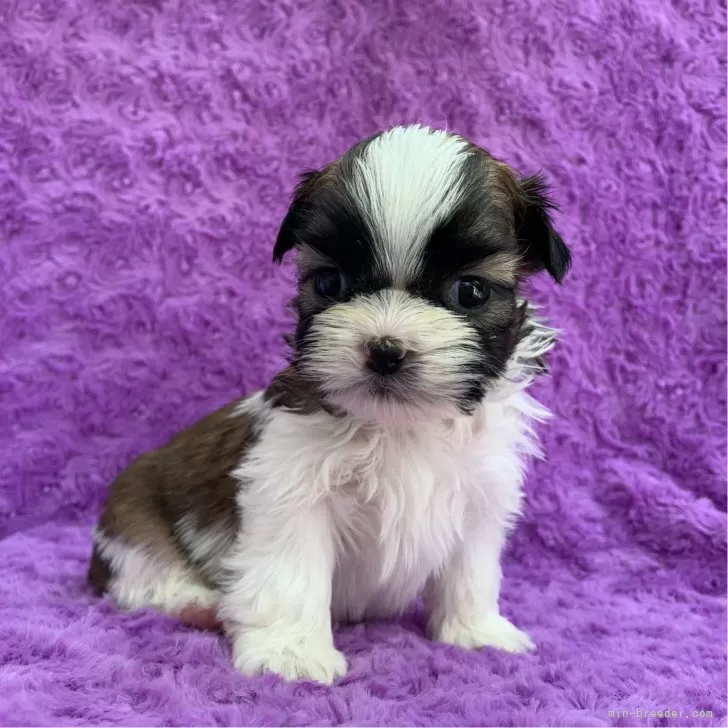 シーズー【茨城県・男の子・2025年10月20日・ホワイト&amp;ゴールド】の写真1