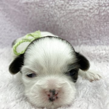 シーズー【茨城県・男の子・2025年10月27日・ホワイト&ゴールド】の写真「個性的なお顔の模様♡」