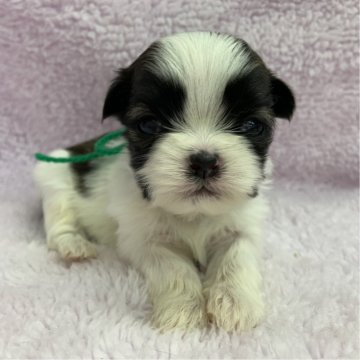 シーズー【茨城県・男の子・2025年10月20日・ホワイト&ゴールド】の写真「可愛い男の子♫」